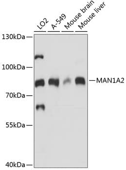 Western Blot: MAN1A2 Antibody [NBP3-35426] - Western blot analysis of various lysates using MAN1A2 Rabbit pAb at 1:1000 dilution.Secondary antibody: HRP-conjugated Goat anti-Rabbit IgG (H+L) at 1:10000 dilution.Lysates/proteins: 25ug per lane.Blocking buffer: 3% nonfat dry milk in TBST.Detection: ECL Basic Kit.Exposure time: 30s.