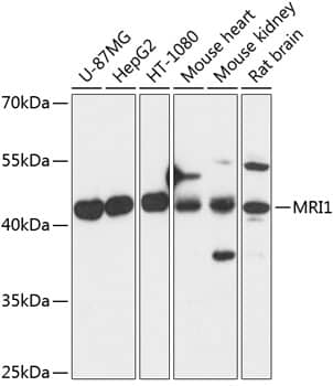 Western Blot: EI2BL Antibody [NBP3-35428] - Western blot analysis of various lysates using EI2BL Rabbit pAb at 1:3000 dilution.Secondary antibody: HRP-conjugated Goat anti-Rabbit IgG (H+L) at 1:10000 dilution.Lysates/proteins: 25ug per lane.Blocking buffer: 3% nonfat dry milk in TBST.Detection: ECL Basic Kit.Exposure time: 1s.