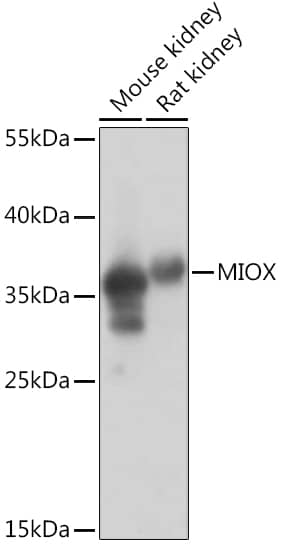 Western Blot: MIOX Antibody [NBP3-35432] - Western blot analysis of various lysates using MIOX Rabbit pAb at 1:1000 dilution.Secondary antibody: HRP-conjugated Goat anti-Rabbit IgG (H+L) at 1:10000 dilution.Lysates/proteins: 25ug per lane.Blocking buffer: 3% nonfat dry milk in TBST.Detection: ECL Basic Kit.Exposure time: 15s.