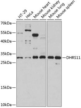 Western Blot: MGC4172 Antibody [NBP3-35434] - Western blot analysis of various lysates using MGC4172 Rabbit pAb at 1:1000 dilution.Secondary antibody: HRP-conjugated Goat anti-Rabbit IgG (H+L) at 1:10000 dilution.Lysates/proteins: 25ug per lane.Blocking buffer: 3% nonfat dry milk in TBST.Detection: ECL Basic Kit.Exposure time: 30s.