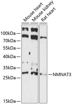 Western Blot NMNAT3 Antibody