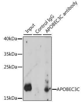 Immunoprecipitation: APOBEC3C Antibody [NBP3-35437] - Immunoprecipitation analysis of 200 ug extracts of K-562 cells, using 3 ug APOBEC3C antibody. Western blot was performed from the immunoprecipitate using APOBEC3C antibody at a dilution of 1:1000.