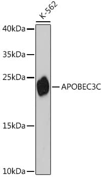 Western Blot: APOBEC3C Antibody [NBP3-35437] - Western blot analysis of lysates from K-562 cells, using APOBEC3C Rabbit pAb at 1:3000 dilution.Secondary antibody: HRP-conjugated Goat anti-Rabbit IgG (H+L) at 1:10000 dilution.Lysates/proteins: 25ug per lane.Blocking buffer: 3% nonfat dry milk in TBST.Detection: ECL Basic Kit.Exposure time: 90s.