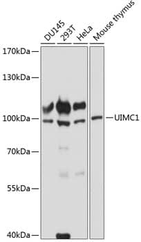 Western Blot: RAP80 Antibody [NBP3-35438] - Western blot analysis of various lysates using RAP80 Rabbit pAb at 1:3000 dilution.Secondary antibody: HRP-conjugated Goat anti-Rabbit IgG (H+L) at 1:10000 dilution.Lysates/proteins: 25ug per lane.Blocking buffer: 3% nonfat dry milk in TBST.Detection: ECL Basic Kit.Exposure time: 90s.