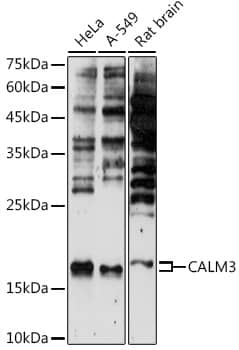 Western Blot: Calmodulin 3 Antibody [NBP3-35441] - Western blot analysis of various lysates using Calmodulin 3 Rabbit pAb at 1:500 dilution.Secondary antibody: HRP-conjugated Goat anti-Rabbit IgG (H+L) at 1:10000 dilution.Lysates/proteins: 25ug per lane.Blocking buffer: 3% nonfat dry milk in TBST.Detection: ECL Enhanced Kit.Exposure time: 180s.