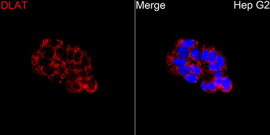 Immunocytochemistry/ Immunofluorescence: Pyruvate Dehydrogenase E2 Antibody [NBP3-35442] - Immunofluorescence analysis of Hep G2 cells using Pyruvate Dehydrogenase E2 Rabbit pAb at a dilution of 1:200 (40x lens). Secondary antibody: Cy3-conjugated Goat anti-Rabbit IgG (H+L)at 1:500 dilution. Blue: DAPI for nuclear staining.