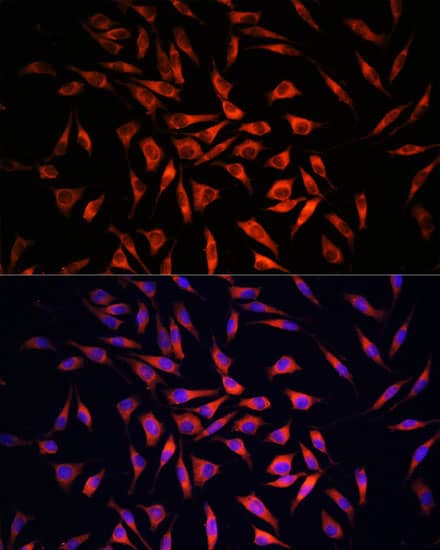 Immunocytochemistry/ Immunofluorescence: Gasdermin-C Antibody [NBP3-35443] - Immunofluorescence analysis of L929 cells using Gasdermin-C Rabbit pAb at dilution of 1:100. Secondary antibody: Cy3-conjugated Goat anti-Rabbit IgG (H+L) at 1:500 dilution. Blue: DAPI for nuclear staining.