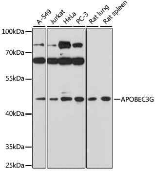 Western Blot: APOBEC3G Antibody [NBP3-35447] - Western blot analysis of various lysates using APOBEC3G Rabbit pAb at 1:1000 dilution.Secondary antibody: HRP-conjugated Goat anti-Rabbit IgG (H+L) at 1:10000 dilution.Lysates/proteins: 25ug per lane.Blocking buffer: 3% nonfat dry milk in TBST.Detection: ECL Basic Kit.Exposure time: 3min.