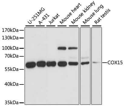 Western Blot COX15 Antibody