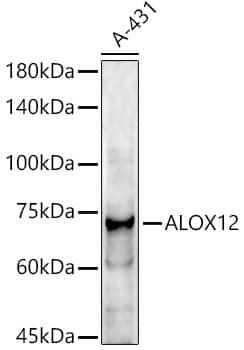 Western Blot: 12-Lipoxygenase Antibody [NBP3-35458] - Western blot analysis of lysates from A-431 cells, using 12-Lipoxygenase Rabbit pAb at  1:1000 dilution.Secondary antibody: HRP-conjugated Goat anti-Rabbit IgG (H+L) at 1:10000 dilution.Lysates/proteins: 25ug per lane.Blocking buffer: 3% nonfat dry milk in TBST.Detection: ECL Enhanced Kit.Exposure time: 180s.