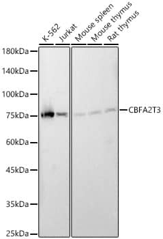 Western Blot CBFA2T3 Antibody