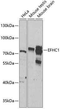 Western Blot: EFHC1 Antibody [NBP3-35463] - Western blot analysis of various lysates using EFHC1 Rabbit pAb at 1:1000 dilution.Secondary antibody: HRP-conjugated Goat anti-Rabbit IgG (H+L) at 1:10000 dilution.Lysates/proteins: 25ug per lane.Blocking buffer: 3% nonfat dry milk in TBST.Detection: ECL Basic Kit.Exposure time: 90s.