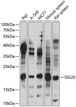 Western Blot: ISG20 Antibody [NBP3-35464] - Western blot analysis of various lysates using ISG20 Rabbit pAb at 1:1000 dilution.Secondary antibody: HRP-conjugated Goat anti-Rabbit IgG (H+L) at 1:10000 dilution.Lysates/proteins: 25ug per lane.Blocking buffer: 3% nonfat dry milk in TBST.Detection: ECL Basic Kit.Exposure time: 10s.