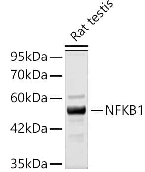 Western Blot: NFkB p105/p50 Antibody [NBP3-35466] - Western blot analysis of lysates from Rat testis, using NFkB p105/p50 Rabbit pAb at 1:1000 dilution.Secondary antibody: HRP-conjugated Goat anti-Rabbit IgG (H+L) at 1:10000 dilution.Lysates/proteins: 25ug per lane.Blocking buffer: 3% nonfat dry milk in TBST.Detection: ECL Basic Kit.Exposure time: 10s.