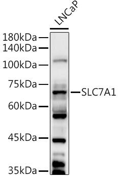 Western Blot: CAT1 Antibody [NBP3-35470] - Western blot analysis of lysates from LNCaP cells, using CAT1 Rabbit pAb at 1:1000 dilution.Secondary antibody: HRP-conjugated Goat anti-Rabbit IgG (H+L) at 1:10000 dilution.Lysates/proteins: 25ug per lane.Blocking buffer: 3% nonfat dry milk in TBST.Detection: ECL Basic Kit.Exposure time: 90s.