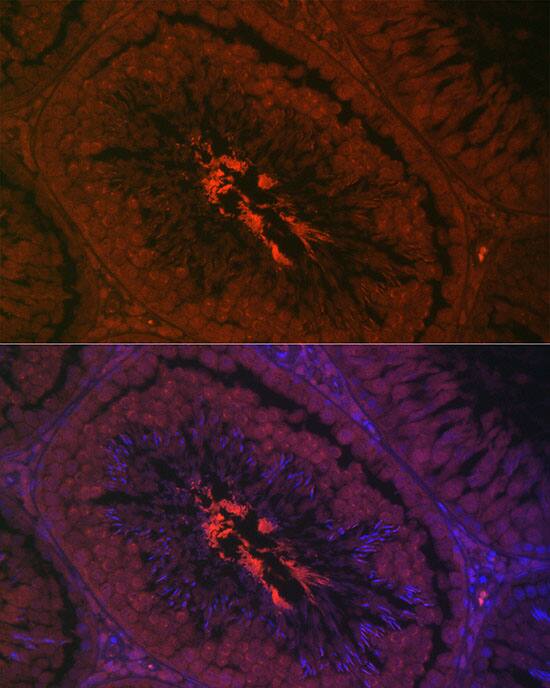 Immunocytochemistry/ Immunofluorescence: AKAP4 Antibody [NBP3-35471] - Immunofluorescence analysis of paraffin-embedded rat testis using AKAP4 Rabbit pAb at dilution of 1:200 (40x lens). Secondary antibody: Cy3-conjugated Goat anti-Rabbit IgG (H+L) at 1:500 dilution. Blue: DAPI for nuclear staining.Perform high pressure antigen retrieval with 0.01 M citrate buffer (pH 6.0) prior to IF staining.