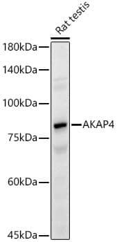 Western Blot: AKAP4 Antibody [NBP3-35471] - Western blot analysis of various lysates, using AKAP4 Rabbit pAb at  1:1000 dilution.Secondary antibody: HRP-conjugated Goat anti-Rabbit IgG (H+L) at 1:10000 dilution.Lysates/proteins: 25ug per lane.Blocking buffer: 3% nonfat dry milk in TBST.Detection: ECL Basic Kit.Exposure time: 30s.