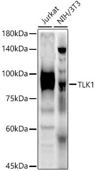 Western Blot: TLK1 Antibody [NBP3-35473] - Western blot analysis of various lysates using TLK1 Rabbit pAb at  1:1000 dilution.Secondary antibody: HRP-conjugated Goat anti-Rabbit IgG (H+L) at 1:10000 dilution.Lysates/proteins: 25ug per lane.Blocking buffer: 3% nonfat dry milk in TBST.Detection: ECL Basic Kit.Exposure time: 180s.