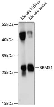 Western Blot BRMS1 Antibody