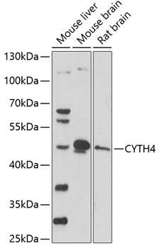 Western Blot: Cytohesin 4 Antibody [NBP3-35478] - Western blot analysis of various lysates using Cytohesin 4 Rabbit pAb at 1:1000 dilution.Secondary antibody: HRP-conjugated Goat anti-Rabbit IgG (H+L) at 1:10000 dilution.Lysates/proteins: 25ug per lane.Blocking buffer: 3% nonfat dry milk in TBST.Detection: ECL Basic Kit.Exposure time: 90s.