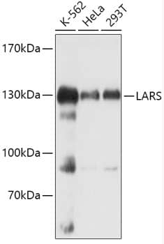 Western Blot: LARS Antibody [NBP3-35479] - Western blot analysis of various lysates using LARS Rabbit pAb at 1:1000 dilution.Secondary antibody: HRP-conjugated Goat anti-Rabbit IgG (H+L) at 1:10000 dilution.Lysates/proteins: 25ug per lane.Blocking buffer: 3% nonfat dry milk in TBST.Detection: ECL Basic Kit.Exposure time: 60s.