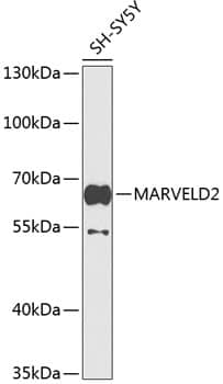 Western Blot: MARVELD2 Antibody [NBP3-35481] - Western blot analysis of lysates from SH-SY5Y cells, using MARVELD2 Rabbit pAb at 1:1000 dilution.Secondary antibody: HRP-conjugated Goat anti-Rabbit IgG (H+L) at 1:10000 dilution.Lysates/proteins: 25ug per lane.Blocking buffer: 3% nonfat dry milk in TBST.Detection: ECL Basic Kit.Exposure time: 90s.