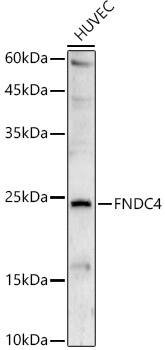 Western Blot: FNDC4 Antibody [NBP3-35483] - Western blot analysis of lysates from HUVEC cells, using FNDC4 Rabbit pAb at 1:500 dilution.Secondary antibody: HRP-conjugated Goat anti-Rabbit IgG (H+L) at 1:10000 dilution.Lysates/proteins: 25ug per lane.Blocking buffer: 3% nonfat dry milk in TBST.Detection: ECL Basic Kit.Exposure time: 180s.