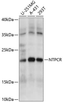 Western Blot NTPCR Antibody