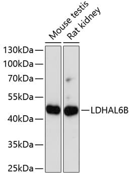 Western Blot LDHAL6B Antibody - BSA Free