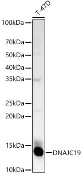 Western Blot: DNAJC19 Antibody [NBP3-35489] - Western blot analysis of lysates from T-47D cells, using DNAJC19 Rabbit pAb at 1:500 dilution.Secondary antibody: HRP-conjugated Goat anti-Rabbit IgG (H+L) at 1:10000 dilution.Lysates/proteins: 25ug per lane.Blocking buffer: 3% nonfat dry milk in TBST.Detection: ECL Basic Kit.Exposure time: 60s.