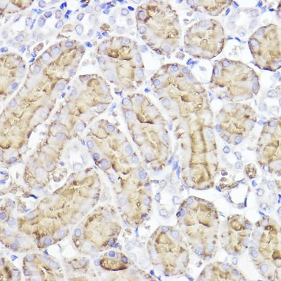 Immunohistochemistry: Aquaporin 1/AQP1 Antibody [NBP3-35493] - Immunohistochemistry analysis of paraffin-embedded Rat kidney using Aquaporin 1/AQP1Rabbit pAb at dilution of 1:100 (40x lens). High pressure antigen retrieval performed with 0.01M Citrate Bufferr (pH 6.0) prior to IHC staining.