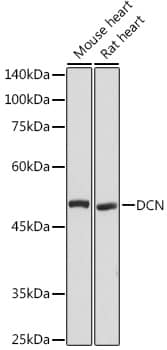 Western Blot: Decorin Neo Antibody [NBP3-35494] - Western blot analysis of various lysates using Decorin Neo Rabbit pAb at 1:1000 dilution.Secondary antibody: HRP-conjugated Goat anti-Rabbit IgG (H+L) at 1:10000 dilution.Lysates/proteins: 25ug per lane.Blocking buffer: 3% nonfat dry milk in TBST.Detection: ECL Basic Kit.Exposure time: 3s.