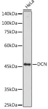 Western Blot: Decorin Neo Antibody [NBP3-35494] - Western blot analysis of lysates from HeLa cells, using Decorin Neo Rabbit pAb at 1:1000 dilution.Secondary antibody: HRP-conjugated Goat anti-Rabbit IgG (H+L) at 1:10000 dilution.Lysates/proteins: 25ug per lane.Blocking buffer: 3% nonfat dry milk in TBST.Detection: ECL Basic Kit.Exposure time: 30s.