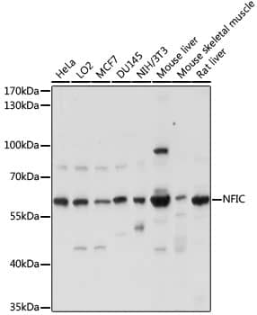 Western Blot: NFIC Antibody [NBP3-35495] - Western blot analysis of various lysates using NFIC Rabbit pAb at 1:1000 dilution.Secondary antibody: HRP-conjugated Goat anti-Rabbit IgG (H+L) at 1:10000 dilution.Lysates/proteins: 25ug per lane.Blocking buffer: 3% nonfat dry milk in TBST.Detection: ECL Basic Kit.Exposure time: 5s.