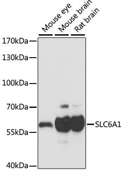 Western Blot: GAT-1/SLC6A1 Antibody [NBP3-35498] - Western blot analysis of various lysates using GAT-1/SLC6A1 Rabbit pAb at 1:1000 dilution.Secondary antibody: HRP-conjugated Goat anti-Rabbit IgG (H+L) at 1:10000 dilution.Lysates/proteins: 25ug per lane.Blocking buffer: 3% nonfat dry milk in TBST.Detection: ECL Basic Kit.Exposure time: 1s.