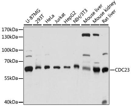 Western Blot: Cdc23 Antibody [NBP3-35501] - Western blot analysis of various lysates using Cdc23 Rabbit pAb at 1:1000 dilution.Secondary antibody: HRP-conjugated Goat anti-Rabbit IgG (H+L) at 1:10000 dilution.Lysates/proteins: 25ug per lane.Blocking buffer: 3% nonfat dry milk in TBST.Detection: ECL Basic Kit.Exposure time: 10s.