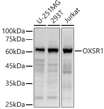 Western Blot: OXSR1 Antibody [NBP3-35502] - Western blot analysis of various lysates, using OXSR1 Rabbit pAb at  1:1000 dilution.Secondary antibody: HRP-conjugated Goat anti-Rabbit IgG (H+L) at 1:10000 dilution.Lysates/proteins: 25ug per lane.Blocking buffer: 3% nonfat dry milk in TBST.Detection: ECL Basic Kit.Exposure time: 10s.