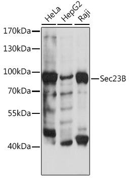 Western Blot: SEC23B Antibody [NBP3-35503] - Western blot analysis of various lysates using SEC23B Rabbit pAb at 1:500 dilution.Secondary antibody: HRP-conjugated Goat anti-Rabbit IgG (H+L) at 1:10000 dilution.Lysates/proteins: 25ug per lane.Blocking buffer: 3% nonfat dry milk in TBST.Detection: ECL Basic Kit.Exposure time: 30s.