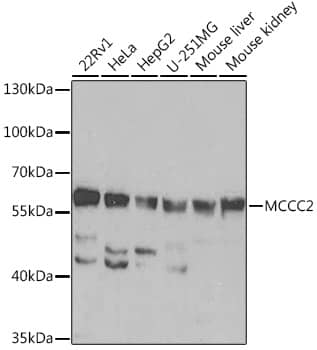 Western Blot: MCCC2 Antibody [NBP3-35509] - Western blot analysis of various lysates using MCCC2 Rabbit pAb at 1:1000 dilution.Secondary antibody: HRP-conjugated Goat anti-Rabbit IgG (H+L) at 1:10000 dilution.Lysates/proteins: 25ug per lane.Blocking buffer: 3% nonfat dry milk in TBST.Detection: ECL Basic Kit.Exposure time: 90s.