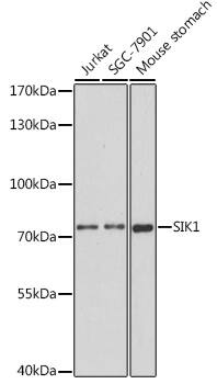 Western Blot: SIK1/Snf1lk Antibody [NBP3-35517] - Western blot analysis of various lysates using SIK1/Snf1lk Rabbit pAb at 1:1000 dilution.Secondary antibody: HRP-conjugated Goat anti-Rabbit IgG (H+L) at 1:10000 dilution.Lysates/proteins: 25ug per lane.Blocking buffer: 3% nonfat dry milk in TBST.Detection: ECL Basic Kit.Exposure time: 150s.