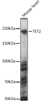 Western Blot: TET2 Antibody [NBP3-35520] - Western blot analysis of lysates from Mouse heart, using TET2 Rabbit pAb at 1:1000 dilution.Secondary antibody: HRP-conjugated Goat anti-Rabbit IgG (H+L) at 1:10000 dilution.Lysates/proteins: 25ug per lane.Blocking buffer: 3% nonfat dry milk in TBST.Detection: ECL Basic Kit.Exposure time: 10s.