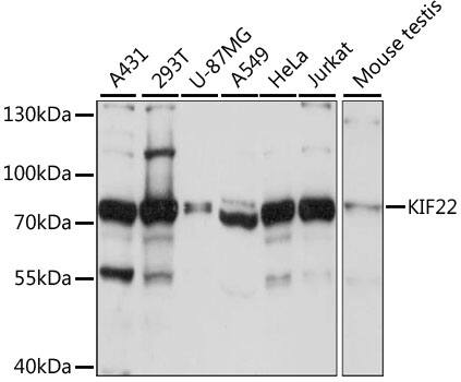 Western Blot: KIF22 Antibody [NBP3-35523] - Western blot analysis of various lysates using KIF22 Rabbit pAb at 1:1000 dilution.Secondary antibody: HRP-conjugated Goat anti-Rabbit IgG (H+L) at 1:10000 dilution.Lysates/proteins: 25ug per lane.Blocking buffer: 3% nonfat dry milk in TBST.Detection: ECL Basic Kit.Exposure time: 3s.