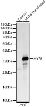 Western Blot: MYF6 Antibody [NBP3-35524] - Western blot analysis of lysates from wild type (WT) and 293T cells transfected with MYF6 using MYF6 Rabbit pAb at 1:2000 dilution.Secondary antibody: HRP-conjugated Goat anti-Rabbit IgG (H+L) at 1:10000 dilution.Lysates/proteins: 25μg per lane.Blocking buffer: 3% nonfat dry milk in TBST.Detection: ECL Basic Kit.Exposure time: 10s.