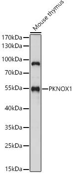 Western Blot: PKNOX1 Antibody [NBP3-35525] - Western blot analysis of lysates from Mouse thymus, using PKNOX1 Rabbit pAb at 1:1000 dilution.Secondary antibody: HRP-conjugated Goat anti-Rabbit IgG (H+L) at 1:10000 dilution.Lysates/proteins: 25ug per lane.Blocking buffer: 3% nonfat dry milk in TBST.Detection: ECL Basic Kit.Exposure time: 30s.