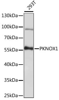 Western Blot: PKNOX1 Antibody [NBP3-35525] - Western blot analysis of lysates from 293T cells, using PKNOX1 Rabbit pAb at 1:1000 dilution.Secondary antibody: HRP-conjugated Goat anti-Rabbit IgG (H+L) at 1:10000 dilution.Lysates/proteins: 25ug per lane.Blocking buffer: 3% nonfat dry milk in TBST.Detection: ECL Basic Kit.Exposure time: 30s.