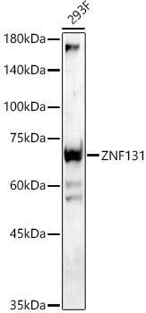 Western Blot: ZNF131 Antibody [NBP3-35529] - Western blot analysis of lysates from 293F cells, using ZNF131 Rabbit pAb at 1:900 dilution.Secondary antibody: HRP-conjugated Goat anti-Rabbit IgG (H+L) at 1:10000 dilution.Lysates/proteins: 25ug per lane.Blocking buffer: 3% nonfat dry milk in TBST.Detection: ECL Enhanced Kit.Exposure time: 30s.