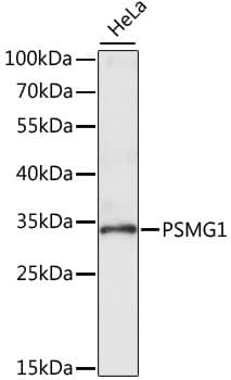 Western Blot PSMG1 Antibody