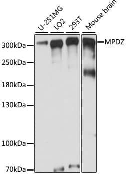 Western Blot: MUPP1 Antibody [NBP3-35531] - Western blot analysis of various lysates using MUPP1 Rabbit pAb at 1:1000 dilution.Secondary antibody: HRP-conjugated Goat anti-Rabbit IgG (H+L) at 1:10000 dilution.Lysates/proteins: 25ug per lane.Blocking buffer: 3% nonfat dry milk in TBST.Detection: ECL Basic Kit.Exposure time: 2s.