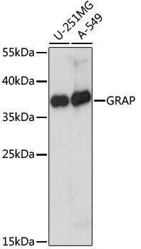 Western Blot: GRAP Antibody [NBP3-35542] - Western blot analysis of various lysates using GRAP Rabbit pAb at 1:1000 dilution.Secondary antibody: HRP-conjugated Goat anti-Rabbit IgG (H+L) at 1:10000 dilution.Lysates/proteins: 25ug per lane.Blocking buffer: 3% nonfat dry milk in TBST.Detection: ECL Basic Kit.Exposure time: 5s.