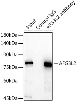 Immunoprecipitation: AFG3L2 Antibody [NBP3-35543] - Immunoprecipitation analysis of 300 ug extracts of HeLa cells using 3 ug AFG3L2 antibody. Western blot was performed from the immunoprecipitate using AFG3L2 antibody at a dilution of 1:1000.